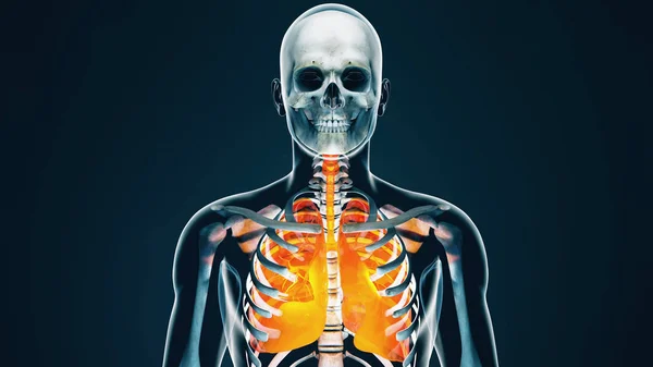 Menselijk lichaam transparante Throax Long systeem moderne anatomische — Stockfoto