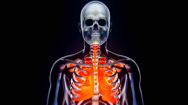 Sistema pulmonar de garganta transparente del cuerpo humano anatómico moderno —  Fotos de Stock