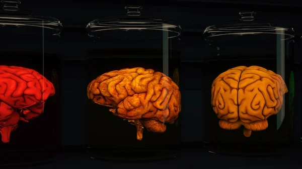 Cerebro humano en gafas de laboratorio de ciencia — Foto de Stock