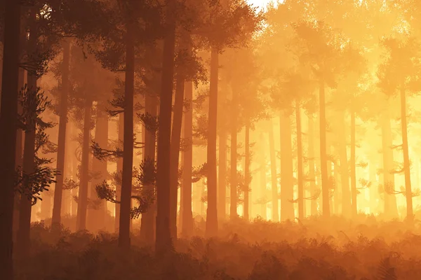 Forêt profonde merveilleuse 3au coucher du soleil Lever du soleil — Photo