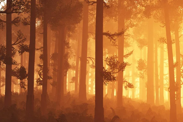 美妙的深森林3in 日落日出 — 图库照片