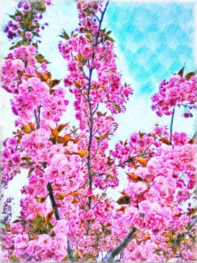 Pembe Bahar Çiçekleri Ağaç Resimleri