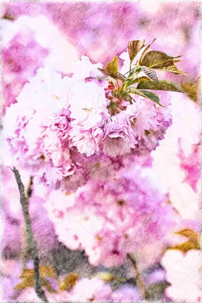 ピンクの春の花手描きオリエンタルアートイラスト — ストック写真