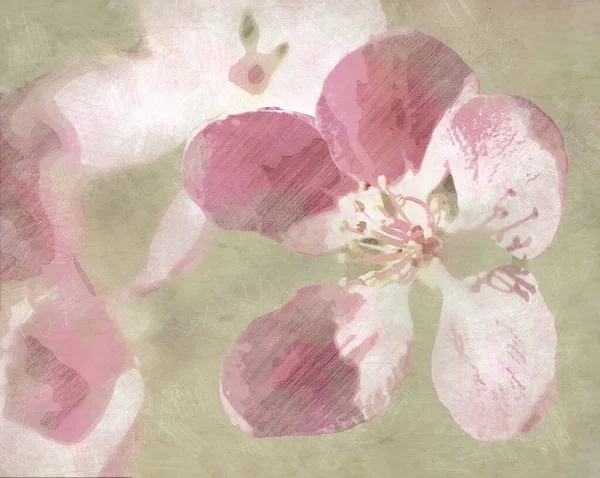 Pink Springtime Blossoming Flower Vintage Oriental Art Illustrat 로열티 프리 스톡 사진