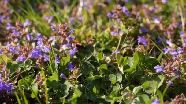 Abeille Printemps Collecte Pollen Pour Nectar — Video