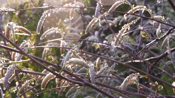 Springtime Wisteria Nach Regen — Stockvideo