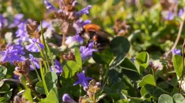 Bahar Kapanışında Çalışan Arı