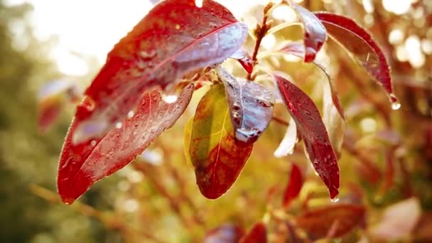 Aututmn Laburnum Leaves — стокове відео