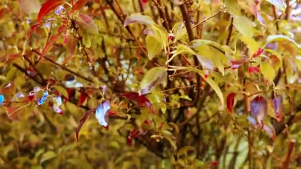 Aututmn Laburnum Bladeren — Stockvideo