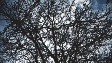 4K Eski Ağaç Kış Öncesi Silueti 2