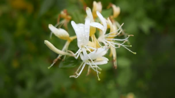 Honeysuckle Macro Dengan Efek Vertigo — Stok Video