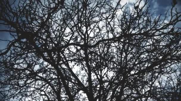 Stare Drzewo Wczesnej Zimie Sylwetka — Wideo stockowe