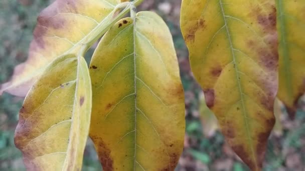 Japanse Acacia Wisteria Bladeren Herfst — Stockvideo