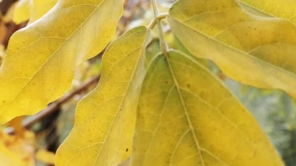 Hojas Acacia Wisteria Japonesa Otoño — Vídeo de stock