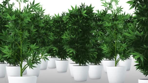 大麻植物 3Dアニメーション2 — ストック動画