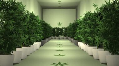 Kenevir Bitkileri Tarım Odası Canlandırma 1