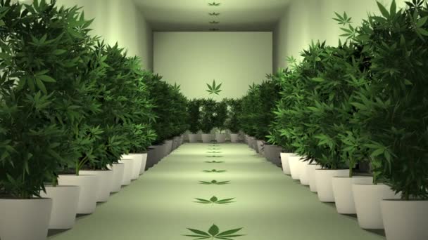 栽培室内の大麻植物アニメーション1 — ストック動画