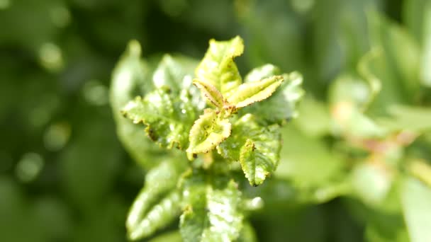 Aphids Zöld Növény Levelek — Stock videók