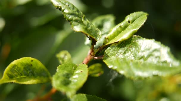 绿叶2上的4K蚜虫 — 图库视频影像