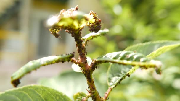 Aphids Green Plant Leaves Macro — Stock Video