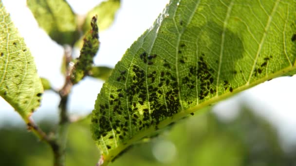 Aphids Green Plant Leaves Macro — Stock video