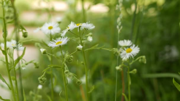 Eye Daisy Leucanthemum Vulgare Verão — Vídeo de Stock