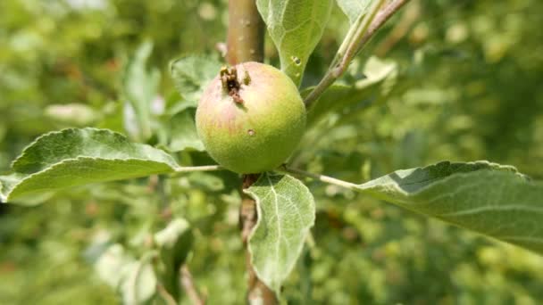 Unreifer Grüner Apfel Einem Frühsommertag — Stockvideo