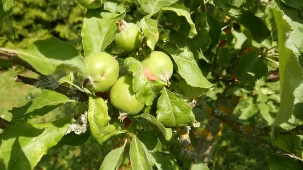 Manzanas Verdes Inmaduras Día Temprano Verano — Vídeo de stock