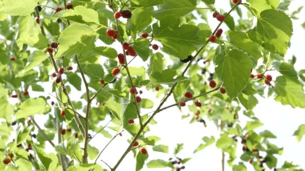 Rubus Não Maduro Primeiro Dia Verão — Vídeo de Stock