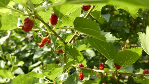 Unripe Rubus Ранній Літній День — стокове відео