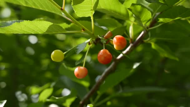 Unmadpe Sour Cherry Primeiro Dia Verão — Vídeo de Stock
