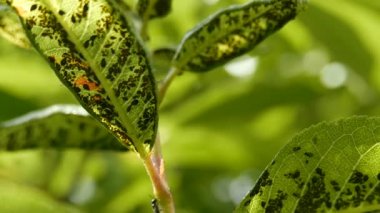 Yeşil Bitki Yaprak Bitkileri Makro 1 'in Altından Çıktı