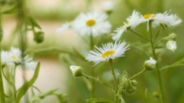 Öküz Gözlü Daisy Leucanthemum Yazın Vulgare