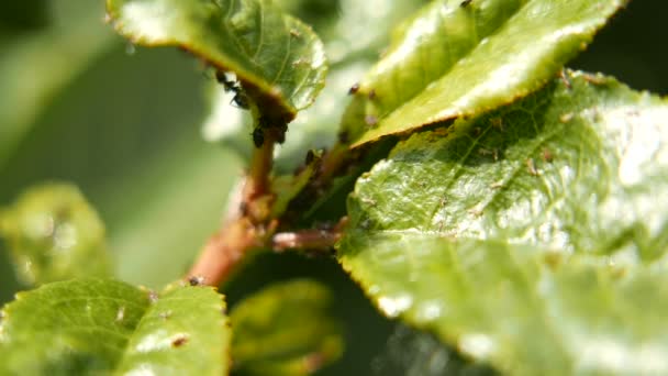 Aphids Green Plant Leaves Macro — стокове відео