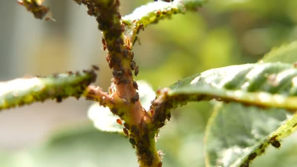 Aphids Green Plant Leaves Macro — Stock Video