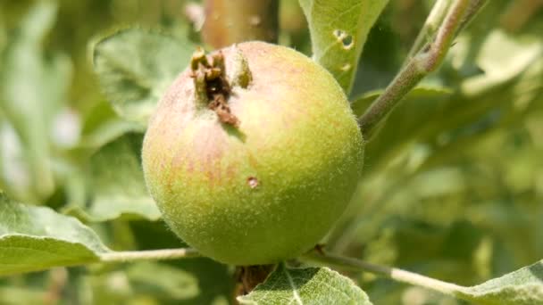 Niedojrzałe Zielone Jabłko Wczesny Letni Dzień — Wideo stockowe