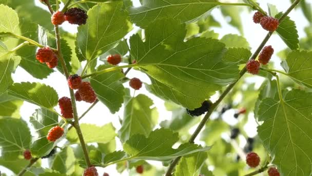 Onrijpe Rubus Een Vroege Zomerdag — Stockvideo