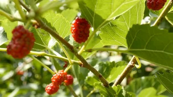 Unreifer Rubus Einem Frühsommertag — Stockvideo