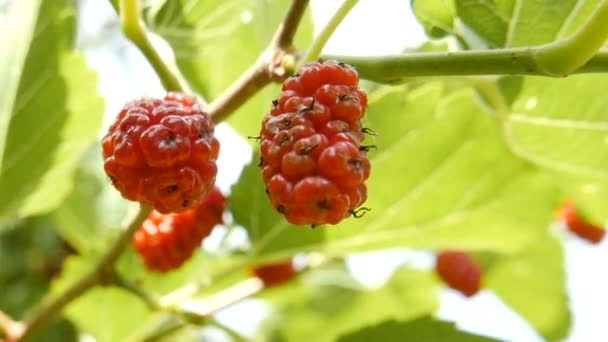 Onrijpe Rubus Een Vroege Zomerdag — Stockvideo