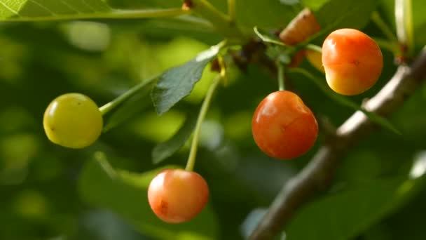 Cereza Agria Inmadura Día Temprano Verano — Vídeos de Stock