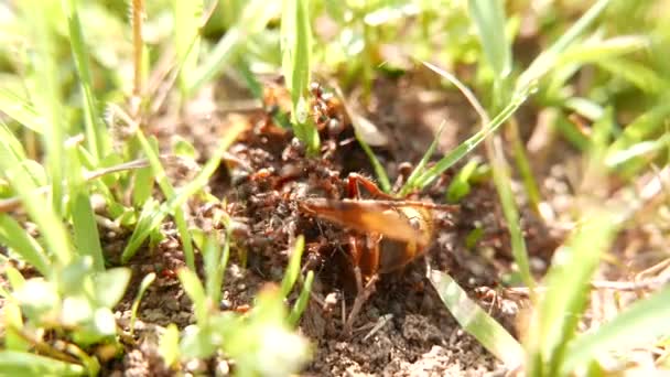 Europese Wespenkoningin Gevangen Genomen Door Formica Rufa Workers Macro — Stockvideo