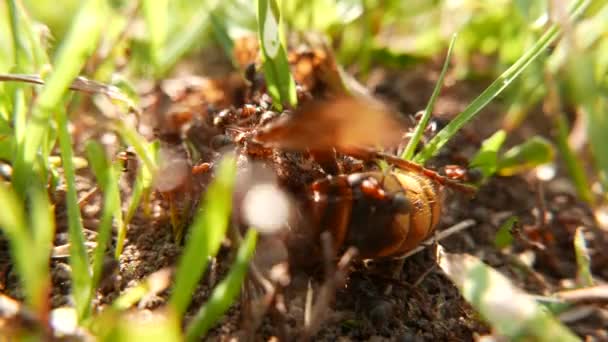 Formica Rufa Lavoratori Morto Europeo Wasp Queen Macro — Video Stock