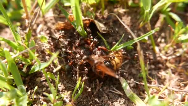 Formica Rufa Arbetstagare Och Europeisk Wasp Queen Macro — Stockvideo