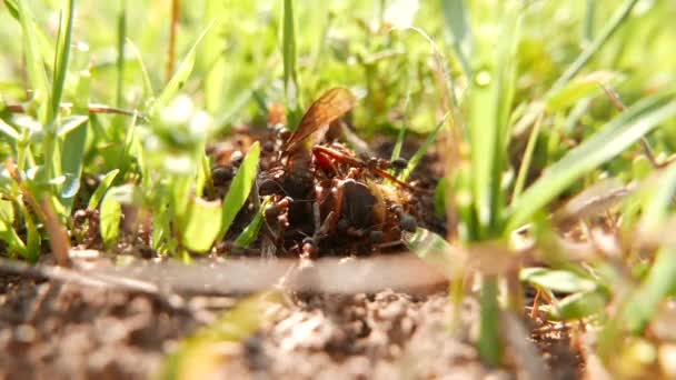 Formica Rufa Workers Preyed European Wasp Queen Macro — Stock Video