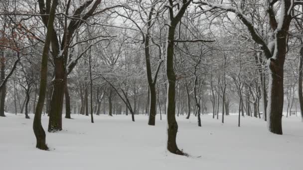 4K公园冬季降雪 — 图库视频影像