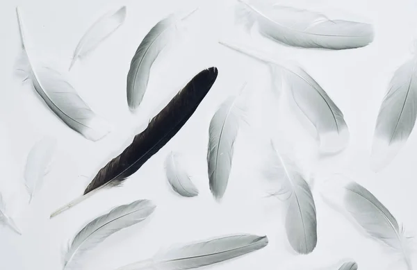 Different feathers of birds, gulls, pigeons. A gentle flying pattern.