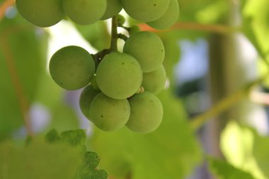 Sulu Yeşil üzüm