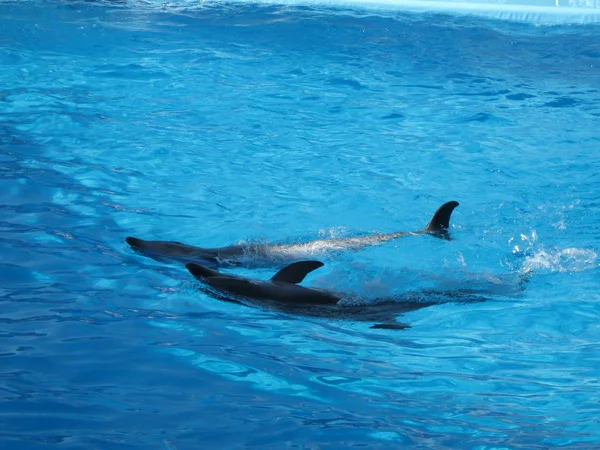 Delfines en el agua — Foto de Stock