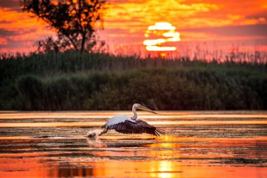 Pelikan gündoğumu Danube Delta, Romanya, uçan