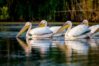 Tuna Deltası Romanya Pelikan kolonisinde